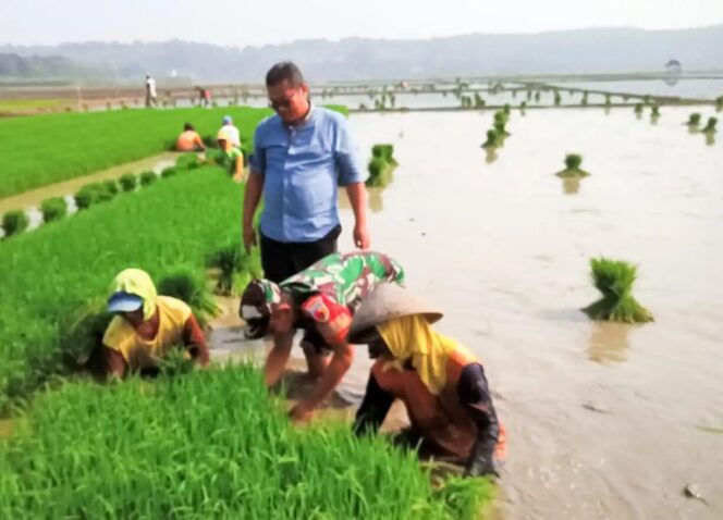 
					<em>Babinsa Koramil 22/Trucuk Kodim 0813 Bojonegoro dampingi petani Desa Padang percepat tanam padi, Minggu (16/3/2025).</em>