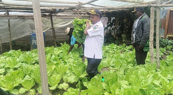 
					Dinas Pertanian Deiyai Dorong Petani dan Peternak Tingkatkan Produksi Lokal