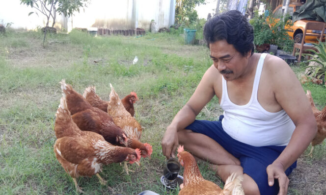 
					<em>Kades Sudah dengan ayam petelur yang dikeluarkan dari kandang agar tidak stres. (Foto: Istimewa)</em>