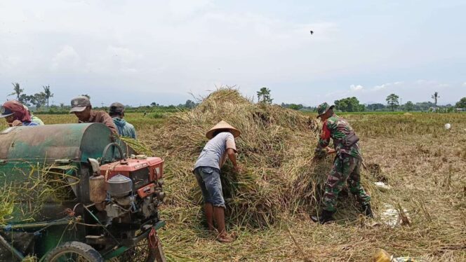 
					<em>Babinsa Kebonsari, Kopda Hendra Setiawan, mendampingi petani saat panen raya padi di Desa Kebonsari, Lumajang, memastikan serapan gabah untuk ketahanan pangan lokal.</em>