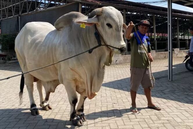 
					Presiden Prabowo Subianto menyalurkan 24 ekor sapi kurban jumbo untuk masyarakat Aceh dalam rangka Iduladha 1446 Hijriah, menunjukkan perhatian khusus terhadap provinsi tersebut.