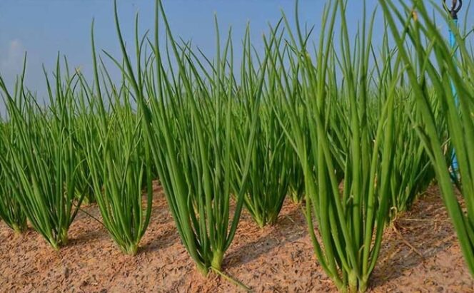 
					Menanam Harapan, Menuai Kedaulatan: Tani Bawang untuk Batang