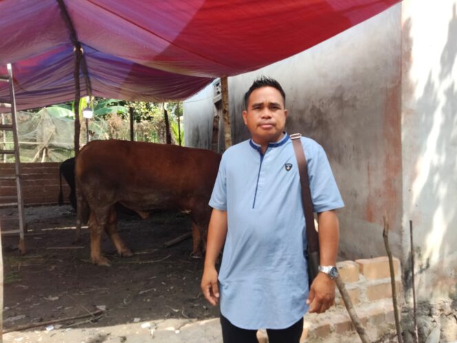 
					Iskandar, pengusaha asal Desa Pergam, berpose di dekat salah satu sapi Limosin berbobot 700 kg yang akan ia kurbankan.