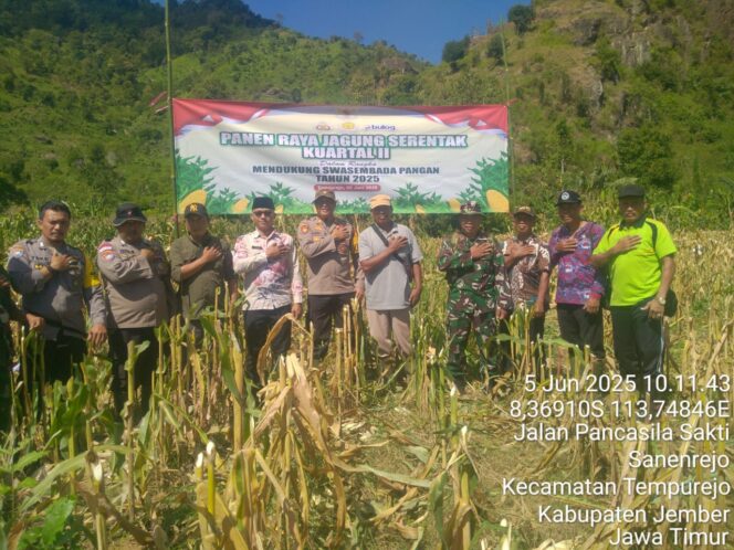 
					Suasana panen raya jagung serentak di Desa Sanenrejo, Kecamatan Tempurejo, Kamis (5/6/2025). Tampak jajaran Polsek Tempurejo bersama petani menikmati hasil panen melimpah.