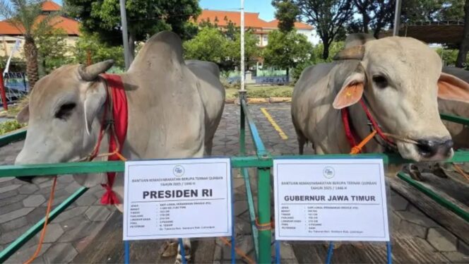 
					Sapi kurban jumbo milik Presiden terpilih Prabowo Subianto (kiri) saat dipamerkan di Masjid Al Akbar Surabaya. Sapi jenis ongole ini berbobot 1,02 ton dan berasal dari Desa Takeran, Lamongan.