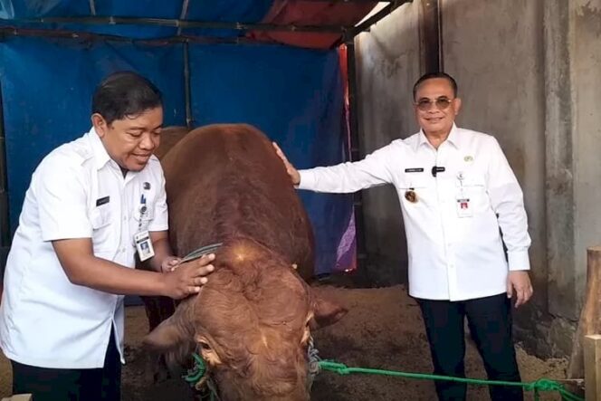 
					Bupati Pati, Sudewo, menyerahkan sapi kurban bantuan Presiden Prabowo kepada Kepala Desa Wateshaji, Edy Santoso, di tengah suasana pedesaan yang asri pada Rabu (4/6).