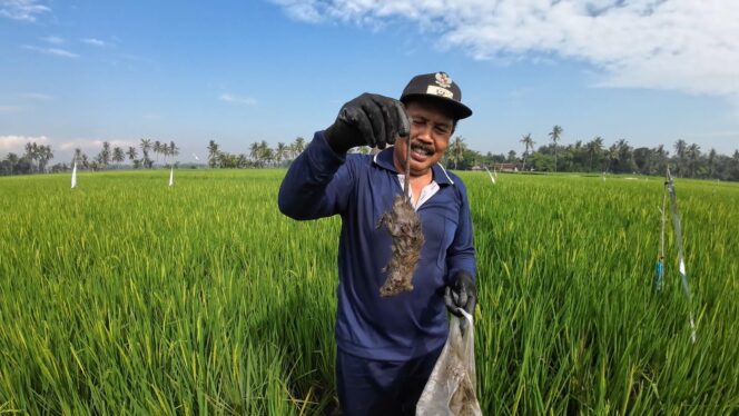 
					Kepala Desa Glagahwero Kecamatan Panti kabupaten Jember sedang memegang tikus dari hasil pengejosan