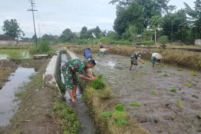 
					Babinsa Blitar Dampingi Petani: Sukseskan Tanam Padi Musim Kedua
