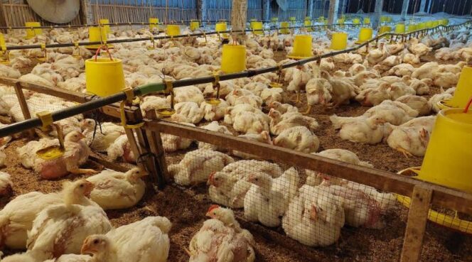 
					Limbah Ayam Cemari Lingkungan, Warga Desa Betet Resah!