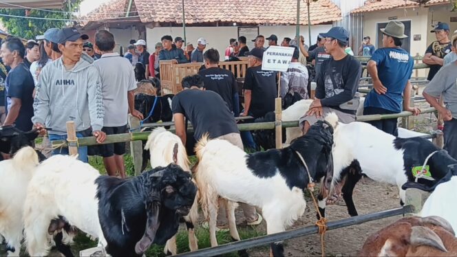 
					Festival Kambing Gumelar: Kualitas Ternak, Kesejahteraan Peternak!