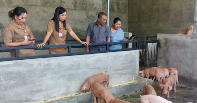 
					Kemandirian Desa Panji Lewat Ternak Babi