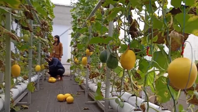 
					Panen Melon Hidroponik Delik, Sukses Berkat Inovasi