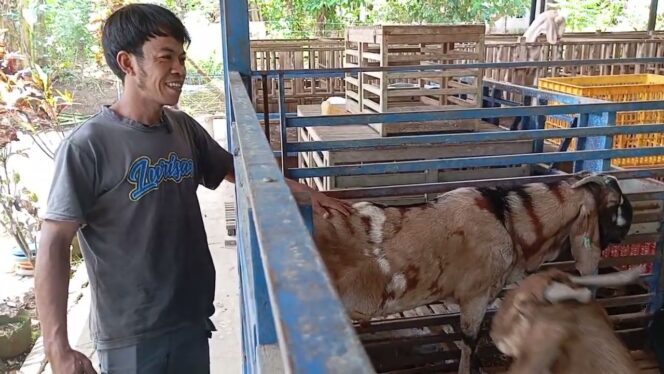 
					Peternakan Modern Purworejo, Panen Susu dan Edukasi