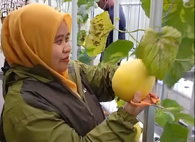 
					Melon Hidroponik Semarang, Wujudkan Ketahanan Pangan Desa
