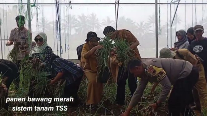 
					Inovasi Pertanian Semarang: Petani Muda Raup Untung Bawang Merah 39 Juta Per Hektar