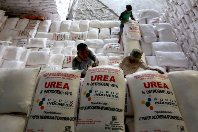 
					Petani Cipinang Menjerit, Pupuk Urea Subsidi Langka Saat Musim Tanam