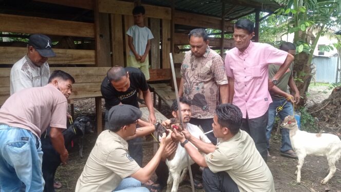 
					Desa Palak Hilir Satu-satunya Penerima Bantuan Kambing Kementan
