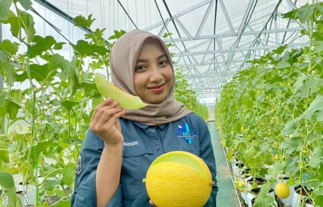 
					Badan Usaha Milik Desa (BUMDes) Desa Depok resmi membuka wisata edukasi petik buah melon di Greenside Farm Desa Depok, Kecamatan Kandeman, Kabupaten Batang, Selasa (20/1/2026).