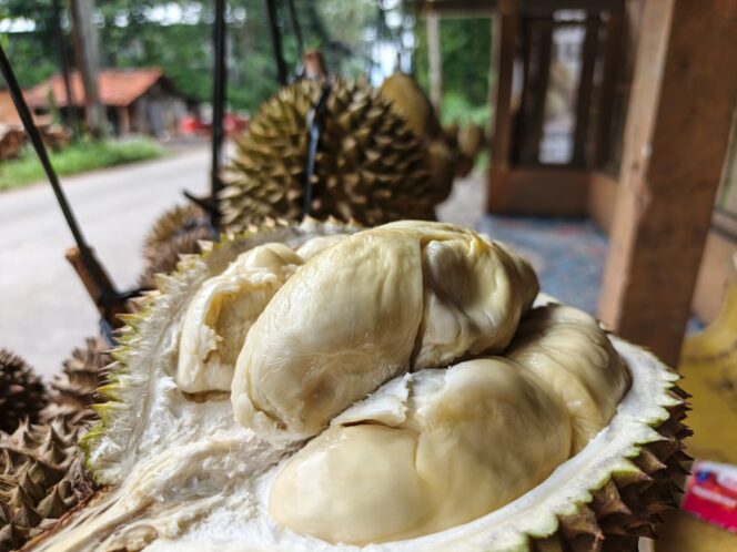 
					Durian Tuntang-Bringin: Bukan Sekadar Buah, Tapi Tradisi Pelosok Desa