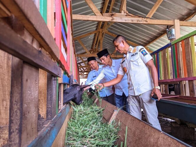 
					Pemerintah Desa Sumuranja, Kecamatan Puloampel membudidaya kambing yang dikelola oleh BUMDes, belum lama ini. (Image courtesy:Bantenraya.com)