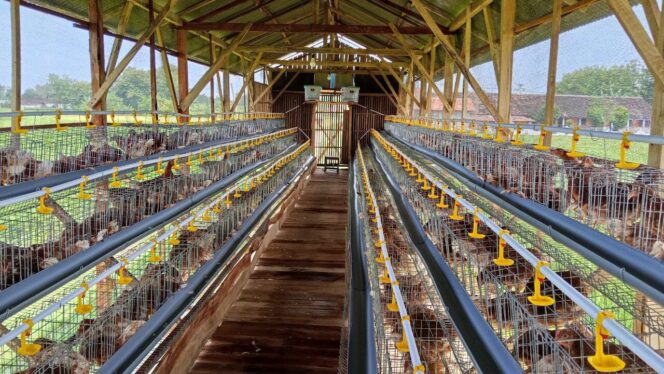 
					Desa Maguan Rembang Kini Punya “Pabrik” Telur Mandiri