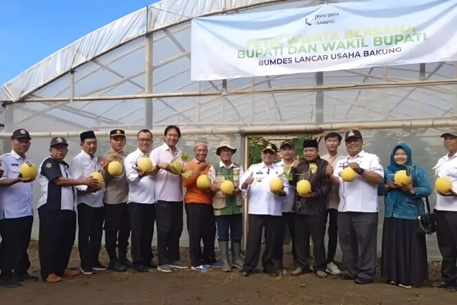 
					Bupati Blitar Drs H.Rijanto MM saat memanen buah melon perdana di Desa Bakung, Udanawu, Blitar (FOTO: Istimewa)