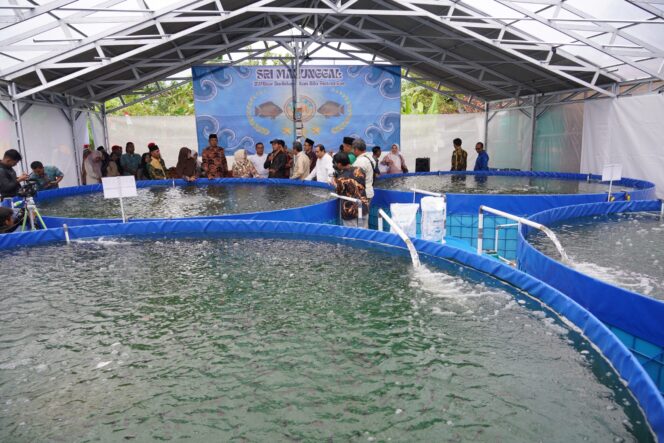 
					Teknologi RAS Banjareja: Panen Satu Ton Nila Lahan Sempit
