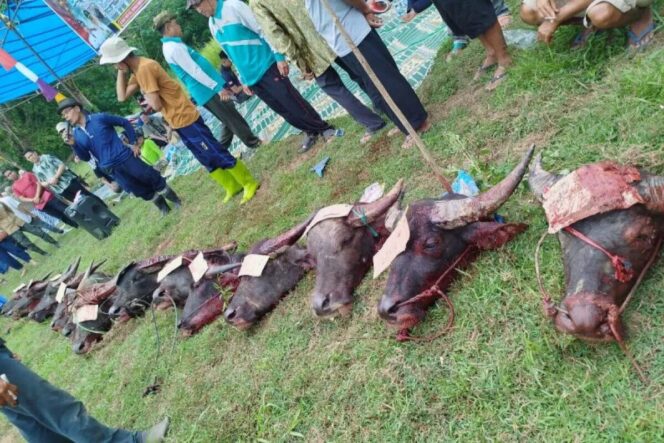 
					Ekonomi Bukit Batu Meroket, 13 Kerbau Disembelih Sambut Ramadan