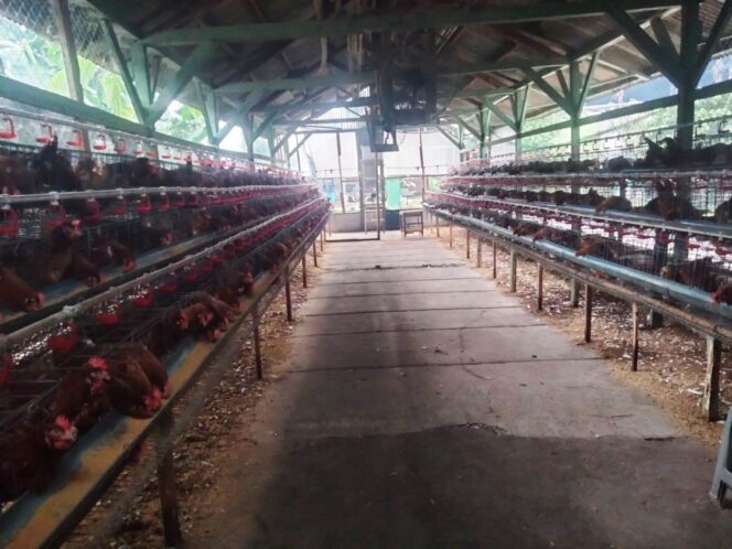 
					Kandang ayam petelur milik Badan Usaha Milik Desa (BUMDes) Anugerah Desa Pangulah Selatan, Kecamatan Kotabaru, Karawang.