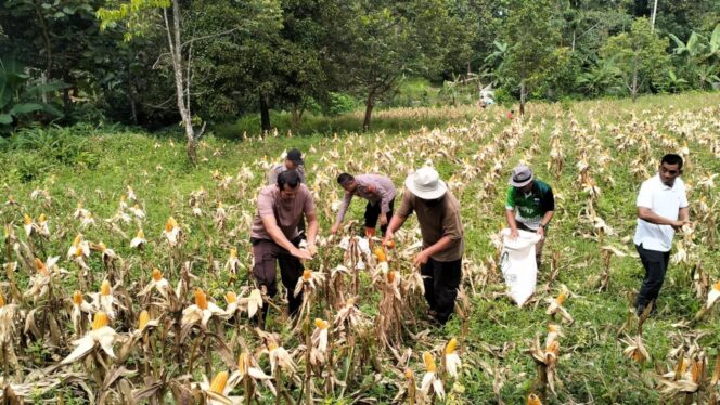 
					Sinergi Muspika Menes Sulap Lahan Bahbul Jadi Lumbung Jagung