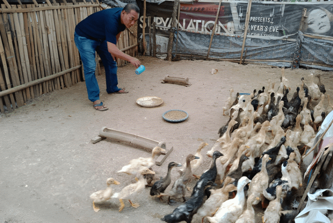 
					Pemuda Kepulungan Pilih Bebek: Solusi Cuan Luar Pabrik