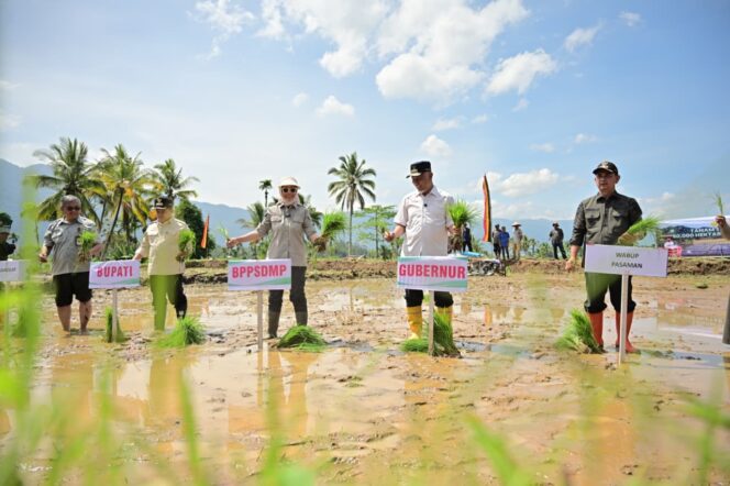 
					Sawah Pasca-Bencana Agam Kembali Hijau Lewat Gerakan Tanam Serempak