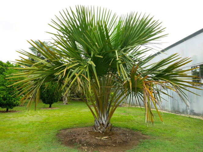 
					Pohon Daun iboih (Corypha utan)