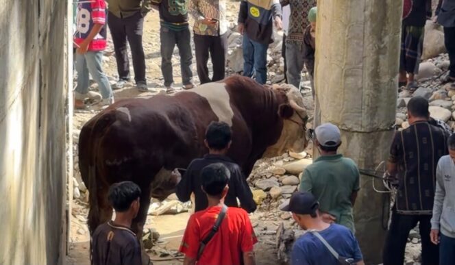 
					Sapi Kurban Terbesar Lambo di Pedalaman Pasaman