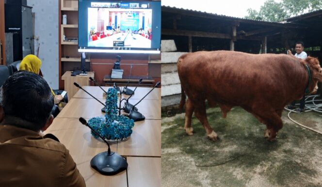 
					Sapi Kurban Presiden Prabowo Dongkrak Gengsi Peternak Merangin