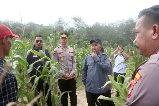 
					Kapolres Tabalong AKBP Wahyu Ismoyo J, Wabup Tabalong H Muhammad Habib Taufani Alkaf saat meninjau lokasi budidaya jagung pakan di Desa Kasiau Raya Kecamatan Murung Pudak, Sabtu (16/5/2026). (HO-Pemkab Tabalong)