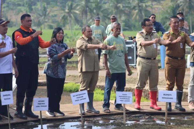 
					Padi Semi Organik Kemetul: Panen Melimpah, Petani Sumringah
